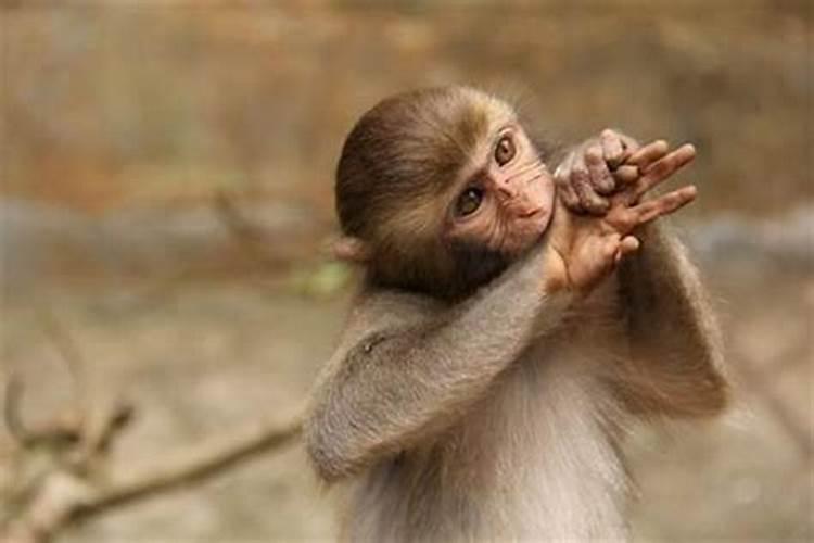 1968年出生的猴在2023年运程