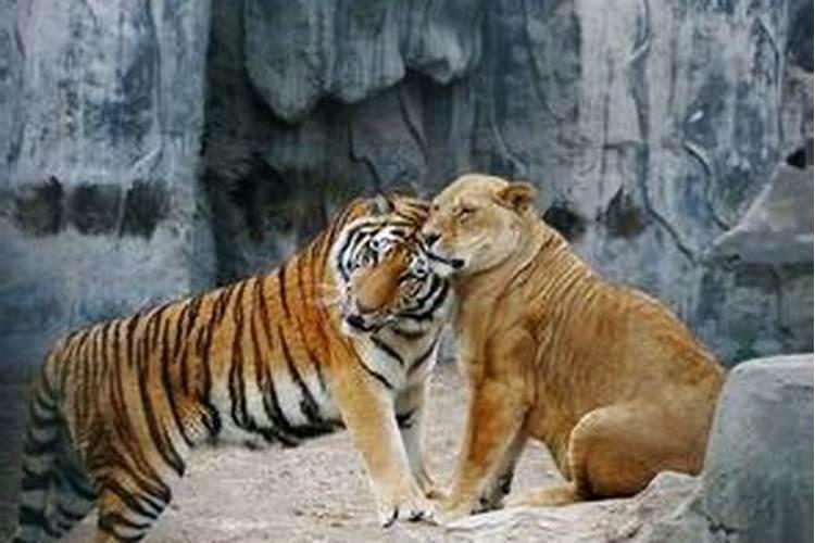梦到老虎和狮子追我