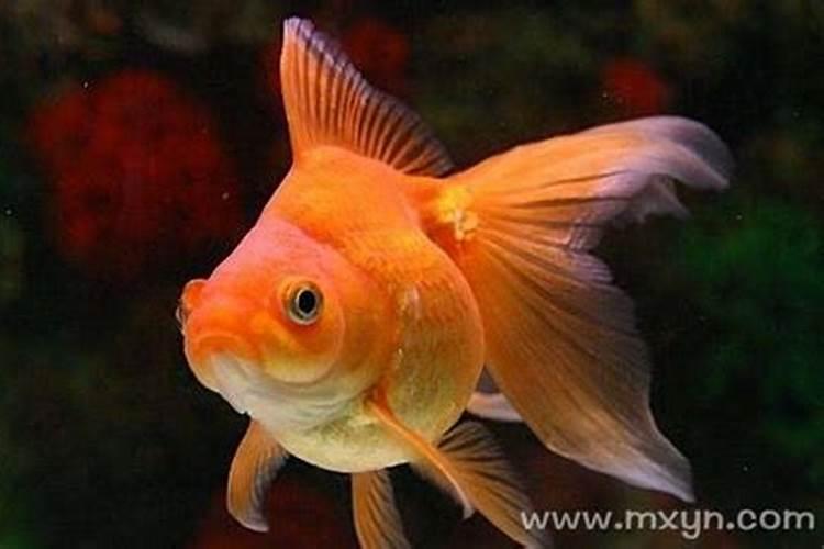 梦见红色的金鱼在水里游