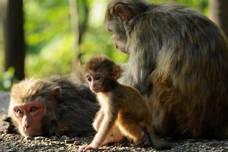 猴和猪的婚姻怎么破解