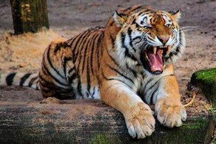 梦到老虎爬到自己身上但没咬