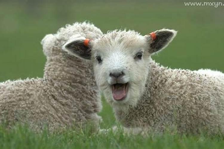 梦到羊生小羊羔是什么意思