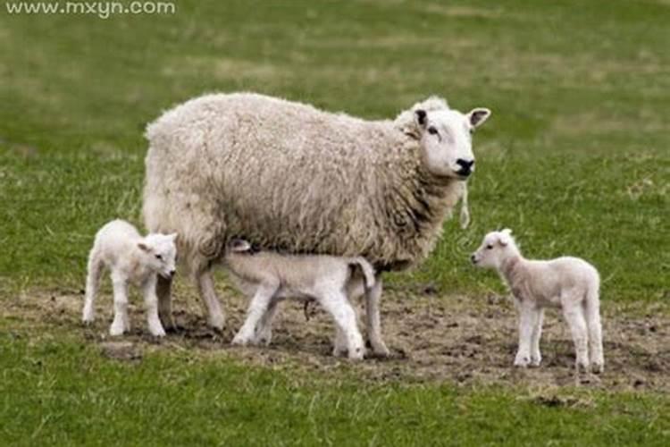 梦到羊生小羊羔是什么意思