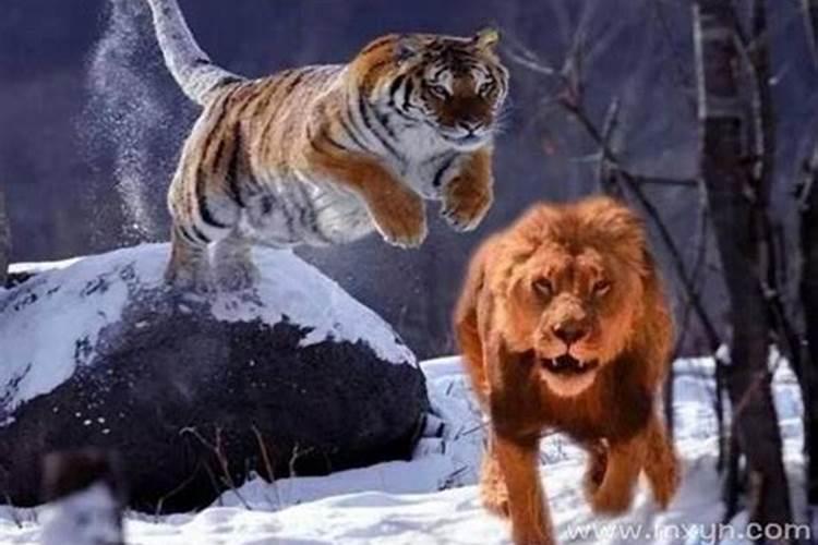 梦见老虎还有狮子是什么意思