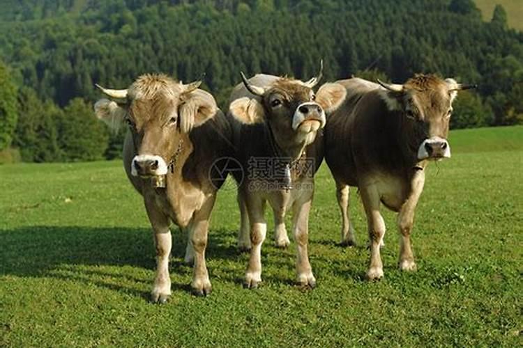 一家三口属相三头牛
