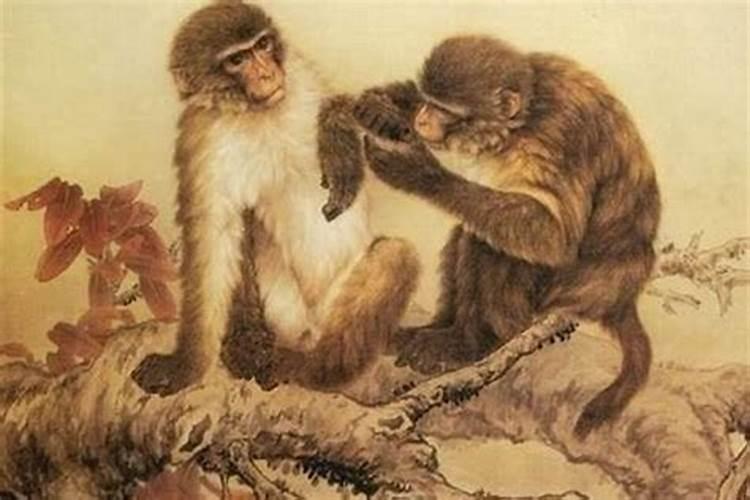 1968年属猴人在2023年的全年运势，1968年属猴的命运如何