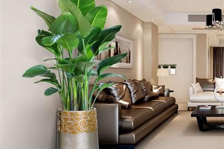 从风水角度家里客厅最适合的植物，家里客厅摆放什么绿植比较好