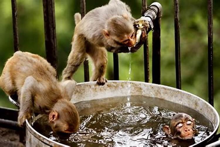 属猴的人是金命还是水命？相克生财还是相生生财
